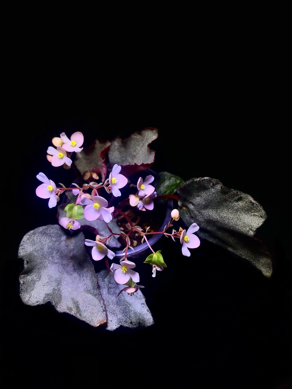 B. ‘Jun Yue’